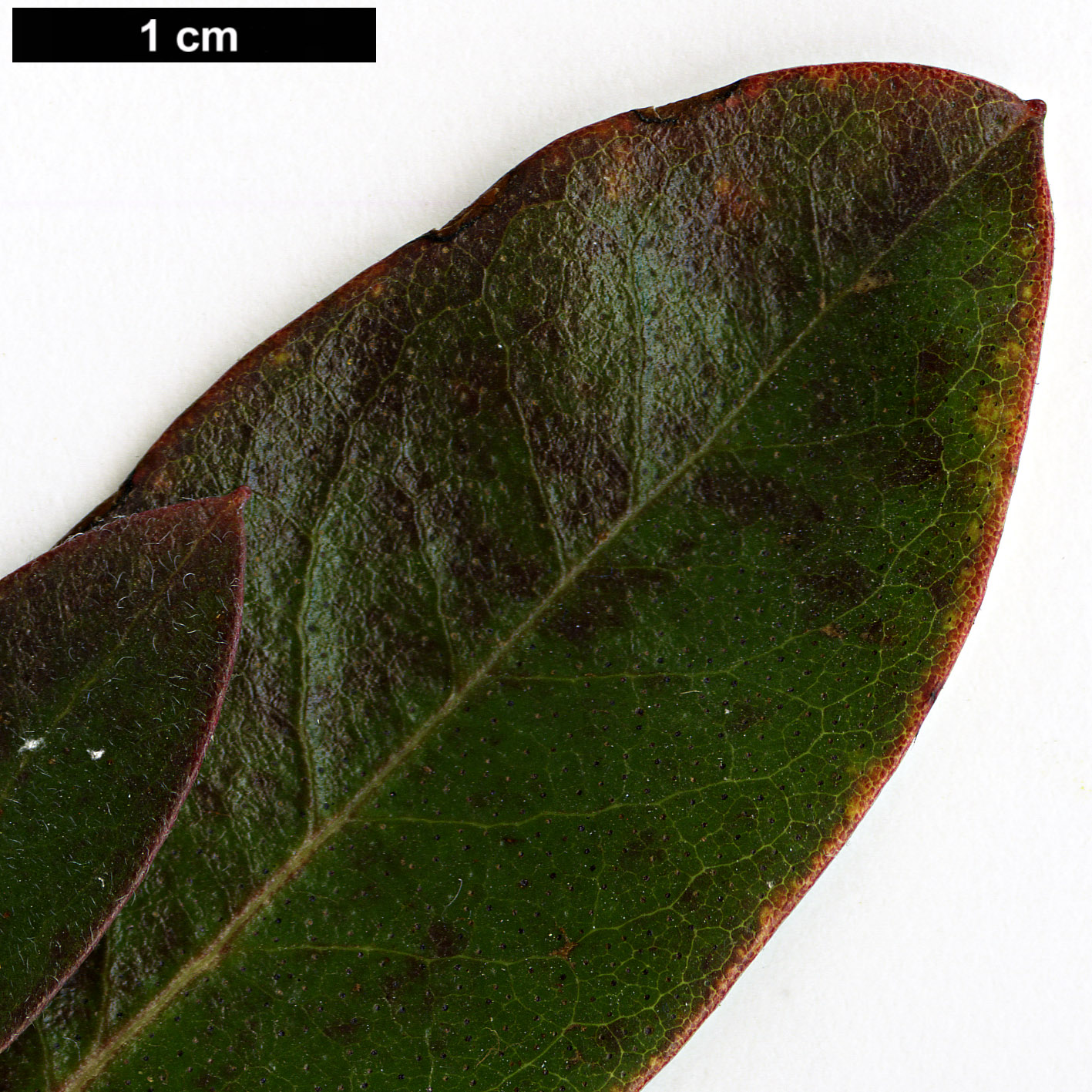 High resolution image: Family: Ericaceae - Genus: Rhododendron - Taxon: yunnanense